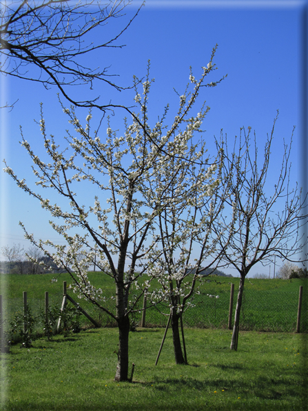 foto Paesaggi Collinari in Primavera